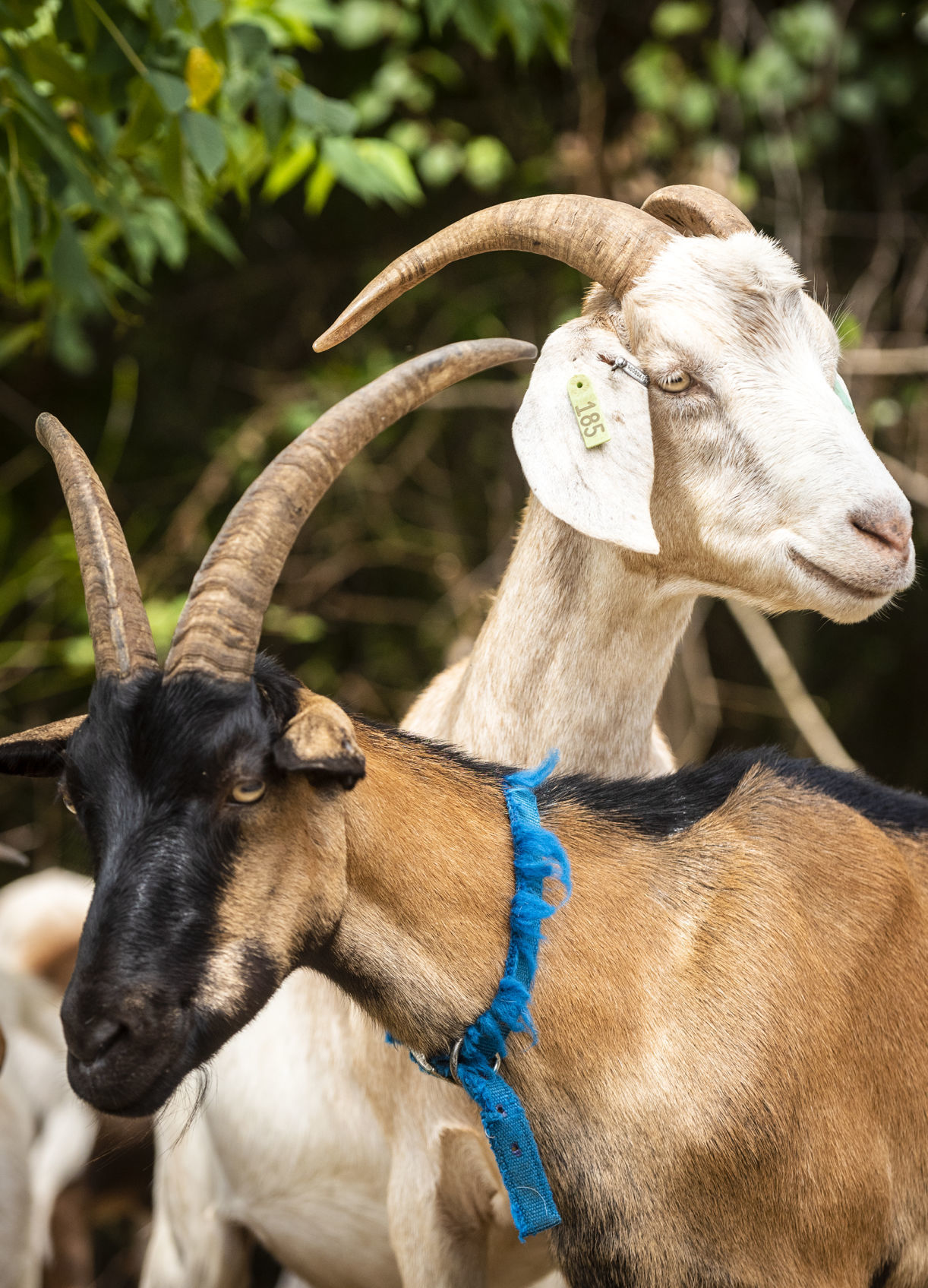 Goats